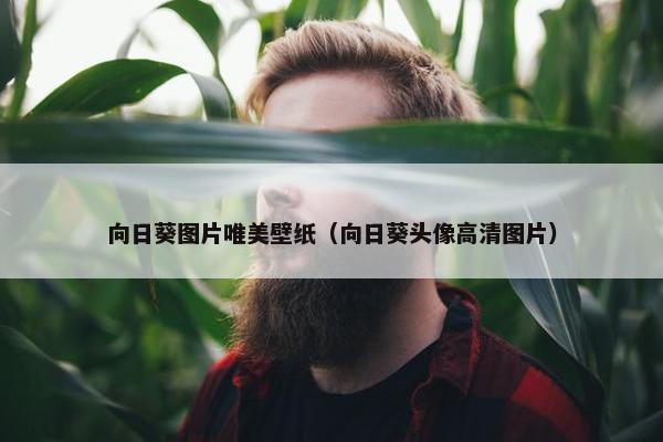 向日葵图片唯美壁纸（向日葵头像高清图片）