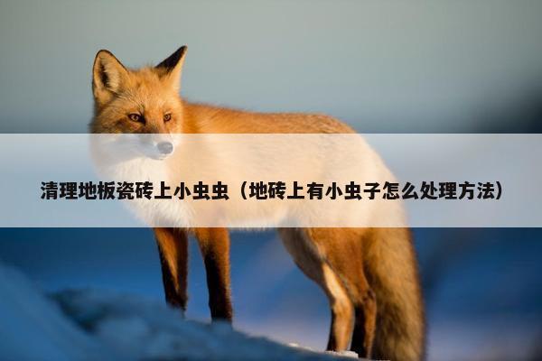 清理地板瓷砖上小虫虫（地砖上有小虫子怎么处理方法）