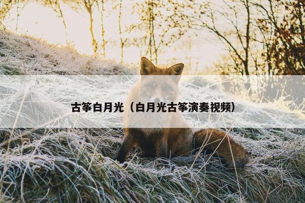 古筝白月光（白月光古筝演奏视频）
