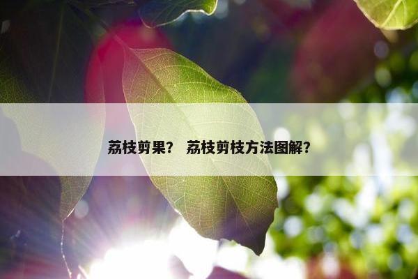 荔枝剪果？ 荔枝剪枝方法图解？