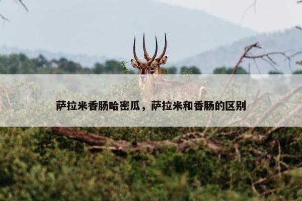 萨拉米香肠哈密瓜，萨拉米和香肠的区别