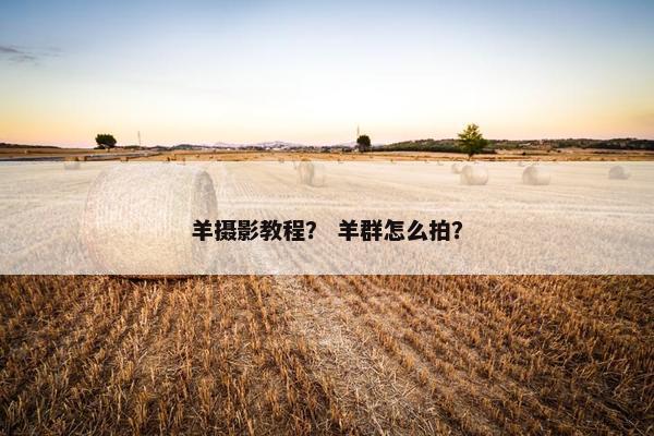 羊摄影教程？ 羊群怎么拍？