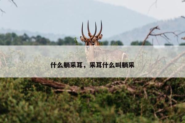 什么躺采耳，采耳什么叫躺采