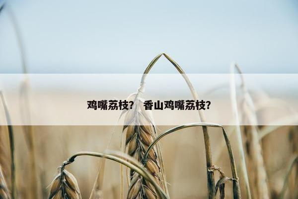 鸡嘴荔枝？ 香山鸡嘴荔枝？