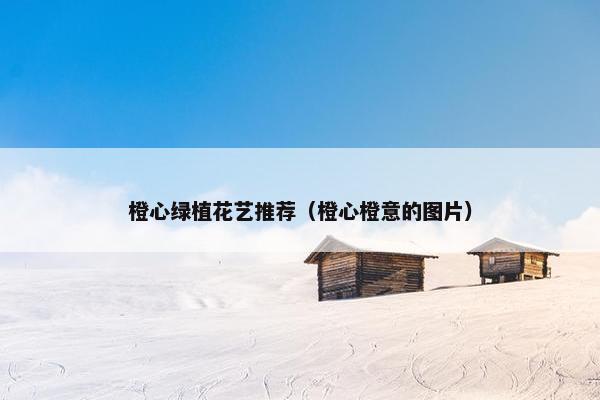 橙心绿植花艺推荐（橙心橙意的图片）