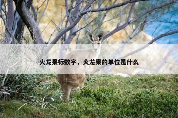 火龙果标数字，火龙果的单位是什么