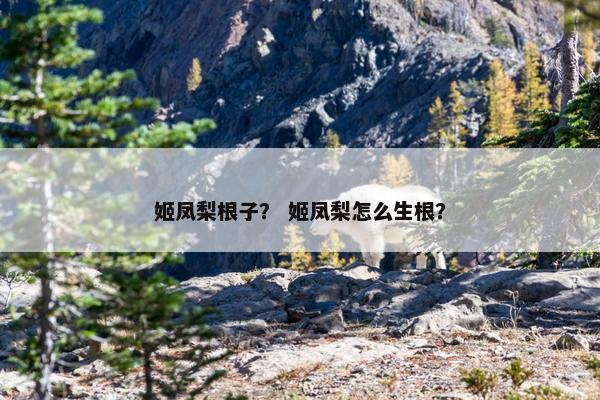 姬凤梨根子？ 姬凤梨怎么生根？