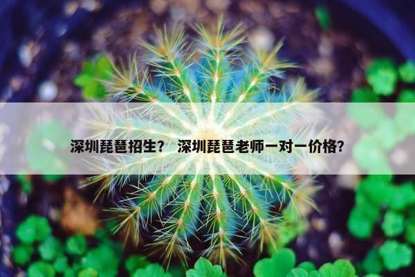 深圳琵琶招生？ 深圳琵琶老师一对一价格？