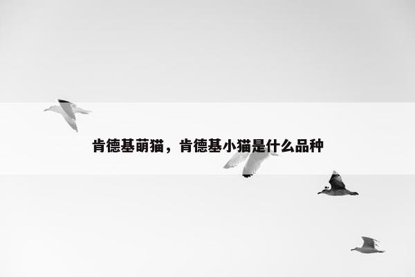 肯德基萌猫，肯德基小猫是什么品种