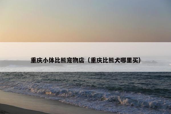 重庆小体比熊宠物店（重庆比熊犬哪里买）
