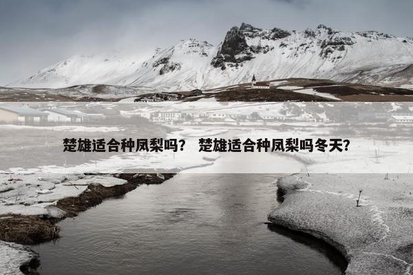 楚雄适合种凤梨吗？ 楚雄适合种凤梨吗冬天？