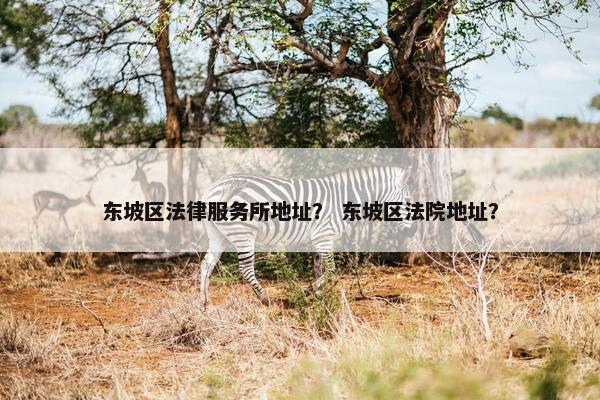 东坡区法律服务所地址？ 东坡区法院地址？