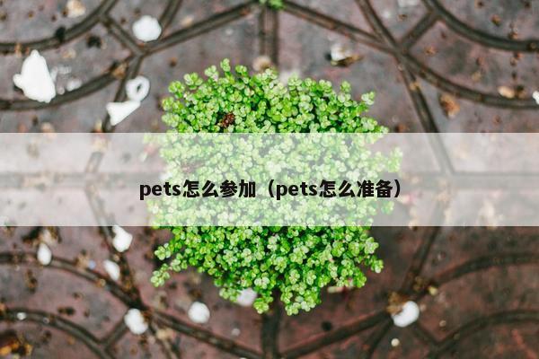 pets怎么参加（pets怎么准备）