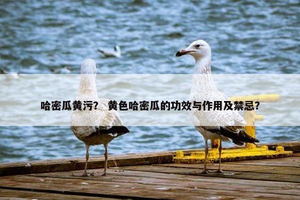 哈密瓜黄污？ 黄色哈密瓜的功效与作用及禁忌？