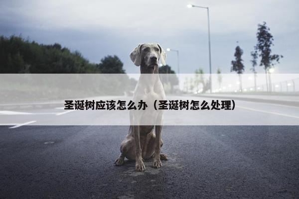 圣诞树应该怎么办（圣诞树怎么处理）