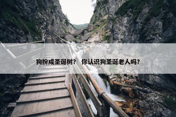 狗扮成圣诞树？ 你认识狗圣诞老人吗？