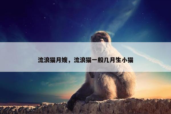 流浪猫月嫂，流浪猫一般几月生小猫