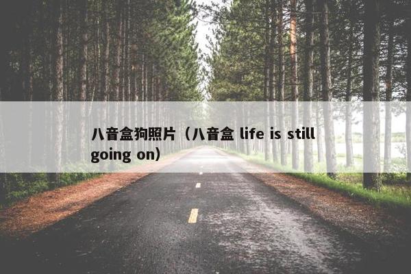 八音盒狗照片（八音盒 life is still going on）