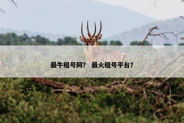 最牛租号网？ 最火租号平台？