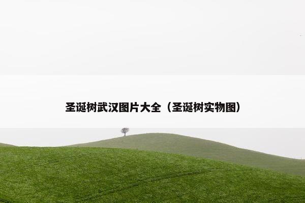 圣诞树武汉图片大全（圣诞树实物图）