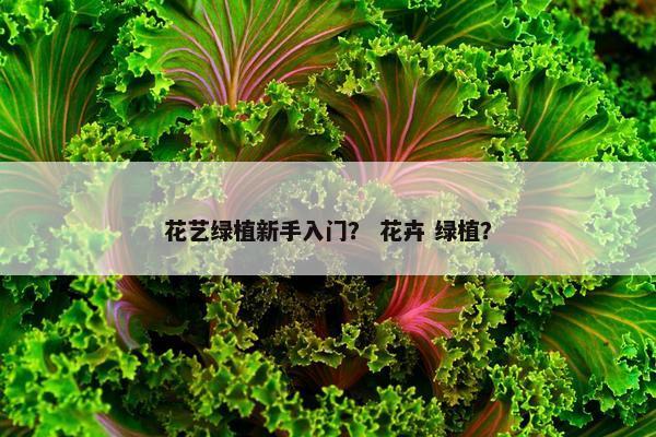 花艺绿植新手入门？ 花卉 绿植？