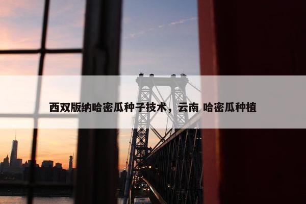 西双版纳哈密瓜种子技术，云南 哈密瓜种植