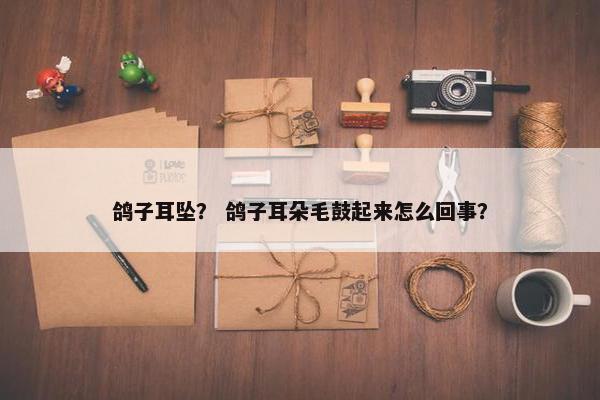 鸽子耳坠? 鸽子耳朵毛鼓起来怎么回事? 鸽子耳坠? 鸽子耳朵毛鼓起来怎么回事?