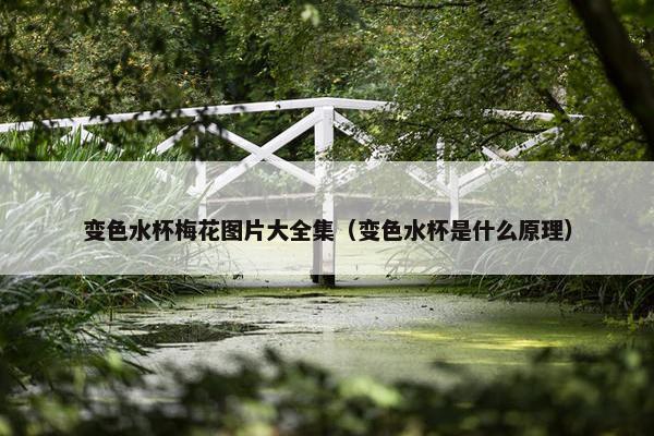 变色水杯梅花图片大全集（变色水杯是什么原理）