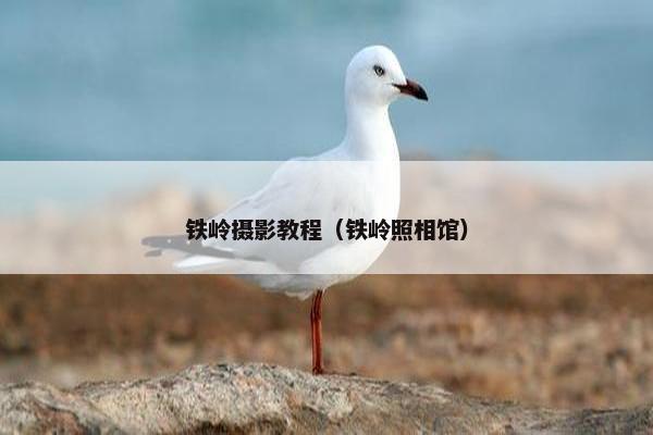 铁岭摄影教程(铁岭照相馆) 铁岭摄影教程(铁岭照相馆)