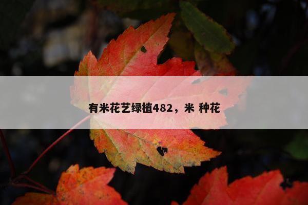 有米花艺绿植482,米 种花 有米花艺绿植482,米 种花