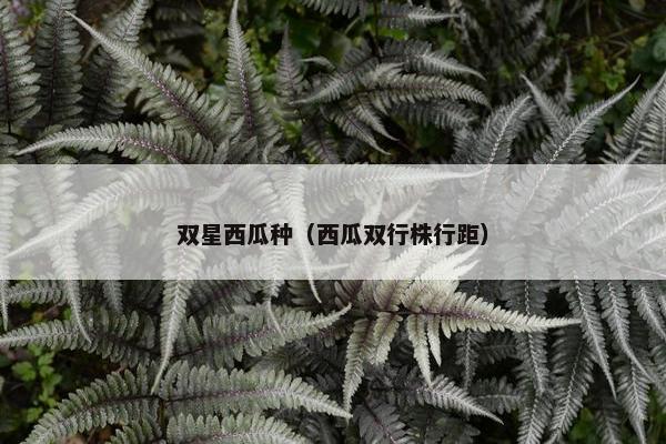 双星西瓜种(西瓜双行株行距) 双星西瓜种(西瓜双行株行距)