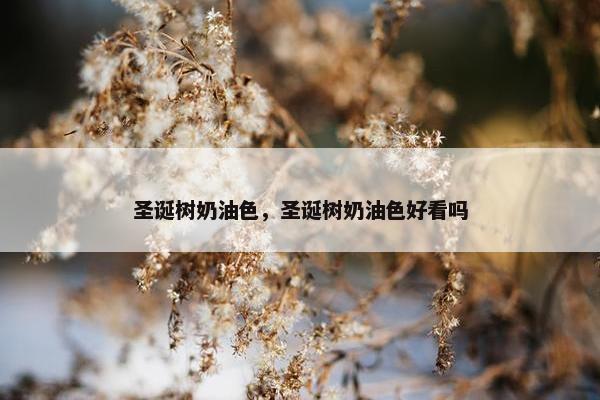 圣诞树奶油色,圣诞树奶油色好看吗 圣诞树奶油色,圣诞树奶油色好看吗